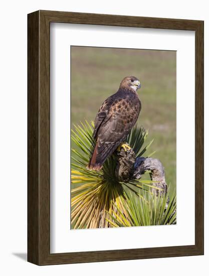 Red-Tailed Hawk (Buteo Jamaicensis) Perched-Larry Ditto-Framed Photographic Print