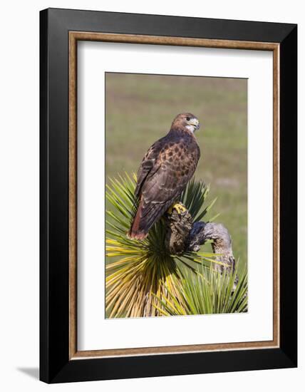 Red-Tailed Hawk (Buteo Jamaicensis) Perched-Larry Ditto-Framed Photographic Print