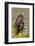 Red-Tailed Hawk (Buteo Jamaicensis) Perched-Larry Ditto-Framed Photographic Print