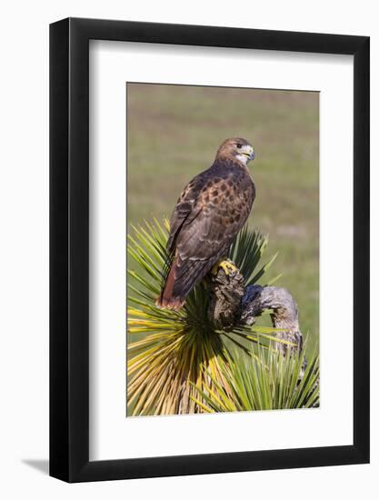 Red-Tailed Hawk (Buteo Jamaicensis) Perched-Larry Ditto-Framed Photographic Print
