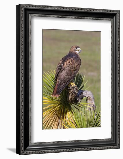 Red-Tailed Hawk (Buteo Jamaicensis) Perched-Larry Ditto-Framed Photographic Print