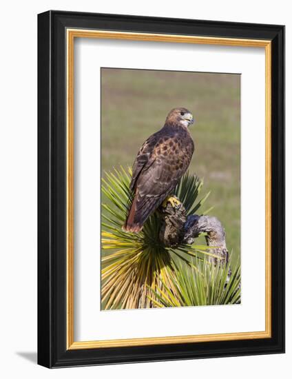 Red-Tailed Hawk (Buteo Jamaicensis) Perched-Larry Ditto-Framed Photographic Print