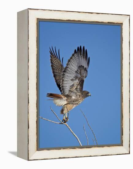 Red-Tailed Hawk (Buteo Jamaicensis) Taking Off-James Hager-Framed Premier Image Canvas