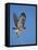 Red-Tailed Hawk (Buteo Jamaicensis) Taking Off-James Hager-Framed Premier Image Canvas