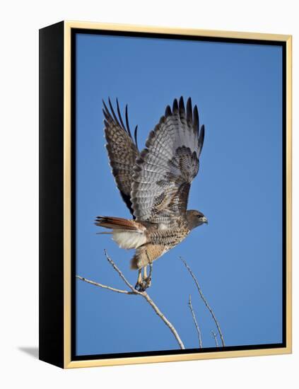 Red-Tailed Hawk (Buteo Jamaicensis) Taking Off-James Hager-Framed Premier Image Canvas