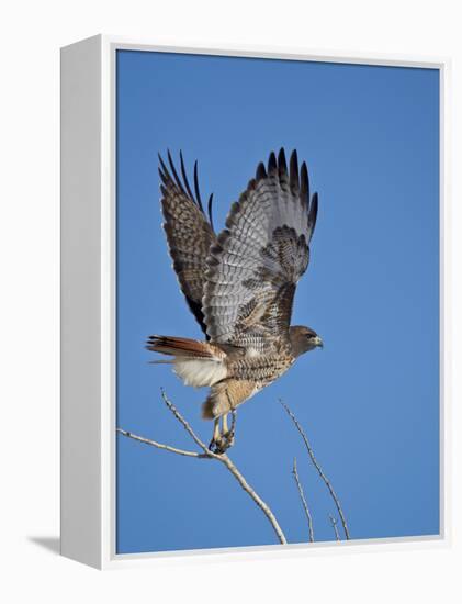 Red-Tailed Hawk (Buteo Jamaicensis) Taking Off-James Hager-Framed Premier Image Canvas