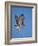 Red-Tailed Hawk (Buteo Jamaicensis) Taking Off-James Hager-Framed Photographic Print