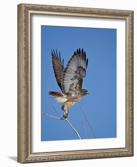 Red-Tailed Hawk (Buteo Jamaicensis) Taking Off-James Hager-Framed Photographic Print