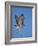 Red-Tailed Hawk (Buteo Jamaicensis) Taking Off-James Hager-Framed Photographic Print