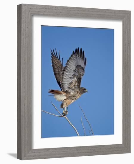 Red-Tailed Hawk (Buteo Jamaicensis) Taking Off-James Hager-Framed Photographic Print