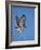 Red-Tailed Hawk (Buteo Jamaicensis) Taking Off-James Hager-Framed Photographic Print