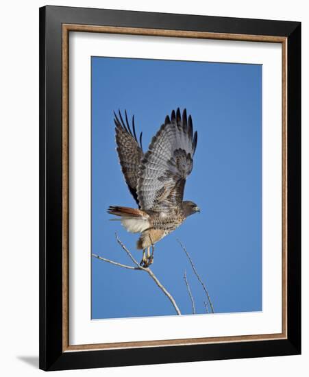 Red-Tailed Hawk (Buteo Jamaicensis) Taking Off-James Hager-Framed Photographic Print