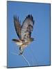 Red-Tailed Hawk (Buteo Jamaicensis) Taking Off-James Hager-Mounted Photographic Print