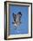 Red-Tailed Hawk (Buteo Jamaicensis) Taking Off-James Hager-Framed Photographic Print