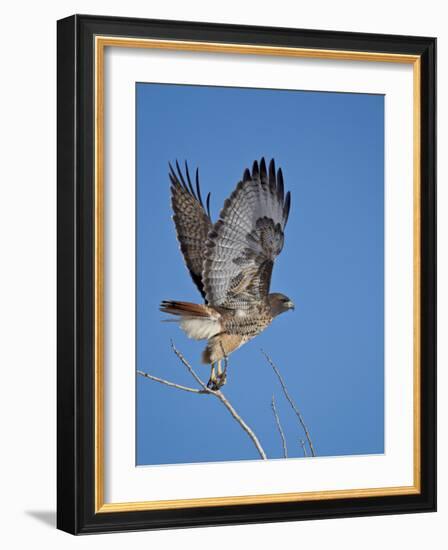 Red-Tailed Hawk (Buteo Jamaicensis) Taking Off-James Hager-Framed Photographic Print