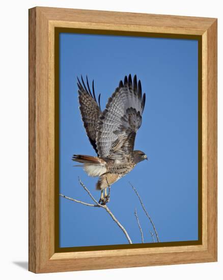 Red-Tailed Hawk (Buteo Jamaicensis) Taking Off-James Hager-Framed Premier Image Canvas