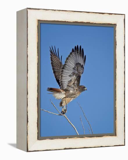 Red-Tailed Hawk (Buteo Jamaicensis) Taking Off-James Hager-Framed Premier Image Canvas