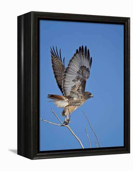 Red-Tailed Hawk (Buteo Jamaicensis) Taking Off-James Hager-Framed Premier Image Canvas