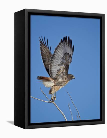 Red-Tailed Hawk (Buteo Jamaicensis) Taking Off-James Hager-Framed Premier Image Canvas