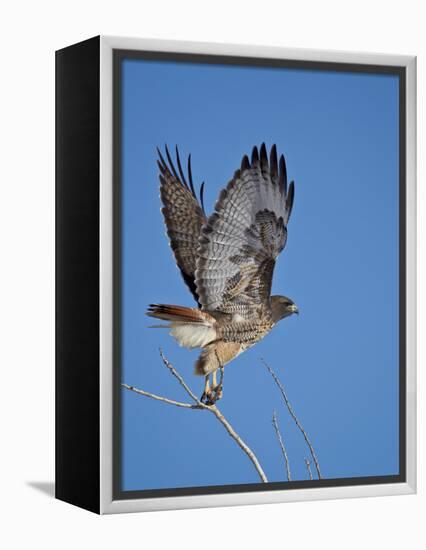 Red-Tailed Hawk (Buteo Jamaicensis) Taking Off-James Hager-Framed Premier Image Canvas