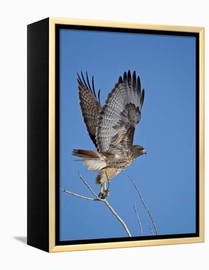 Red-Tailed Hawk (Buteo Jamaicensis) Taking Off-James Hager-Framed Premier Image Canvas