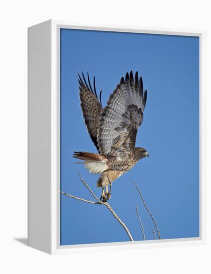 Red-Tailed Hawk (Buteo Jamaicensis) Taking Off-James Hager-Framed Premier Image Canvas