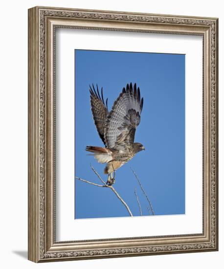 Red-Tailed Hawk (Buteo Jamaicensis) Taking Off-James Hager-Framed Photographic Print