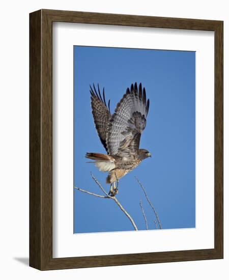 Red-Tailed Hawk (Buteo Jamaicensis) Taking Off-James Hager-Framed Photographic Print