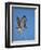 Red-Tailed Hawk (Buteo Jamaicensis) Taking Off-James Hager-Framed Photographic Print