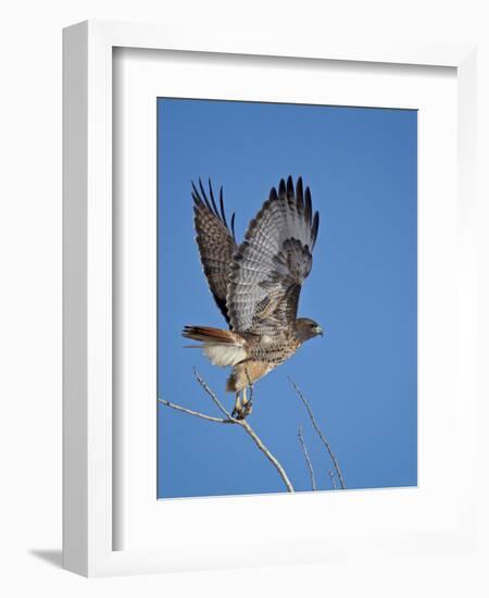 Red-Tailed Hawk (Buteo Jamaicensis) Taking Off-James Hager-Framed Photographic Print