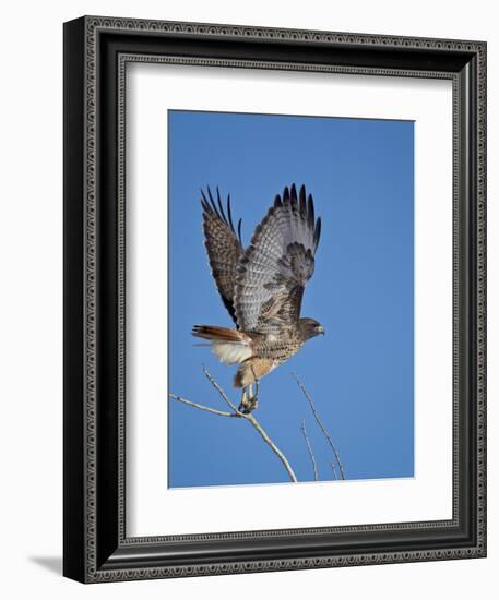 Red-Tailed Hawk (Buteo Jamaicensis) Taking Off-James Hager-Framed Photographic Print