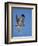 Red-Tailed Hawk (Buteo Jamaicensis) Taking Off-James Hager-Framed Photographic Print