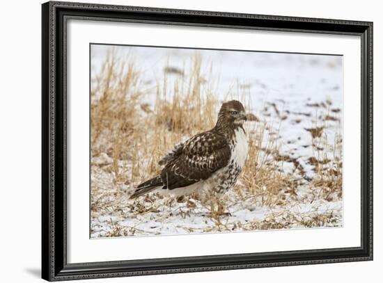 Red-Tailed Hawk (Buteo Jamaicensis)-James Hager-Framed Photographic Print