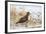 Red-Tailed Hawk (Buteo Jamaicensis)-James Hager-Framed Photographic Print