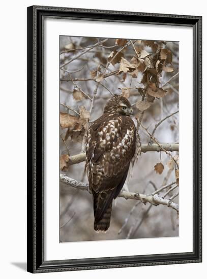 Red-Tailed Hawk (Buteo Jamaicensis)-James Hager-Framed Photographic Print