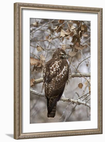 Red-Tailed Hawk (Buteo Jamaicensis)-James Hager-Framed Photographic Print