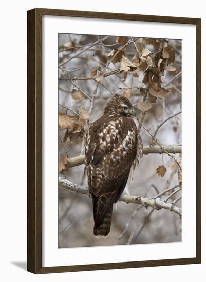 Red-Tailed Hawk (Buteo Jamaicensis)-James Hager-Framed Photographic Print