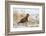 Red-Tailed Hawk (Buteo Jamaicensis)-James Hager-Framed Photographic Print