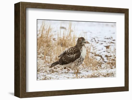 Red-Tailed Hawk (Buteo Jamaicensis)-James Hager-Framed Photographic Print