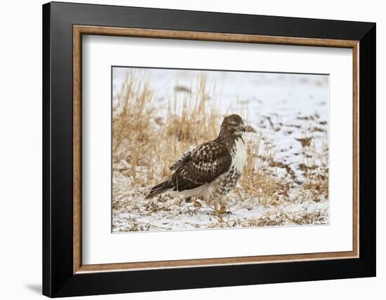 Red-Tailed Hawk (Buteo Jamaicensis)-James Hager-Framed Photographic Print