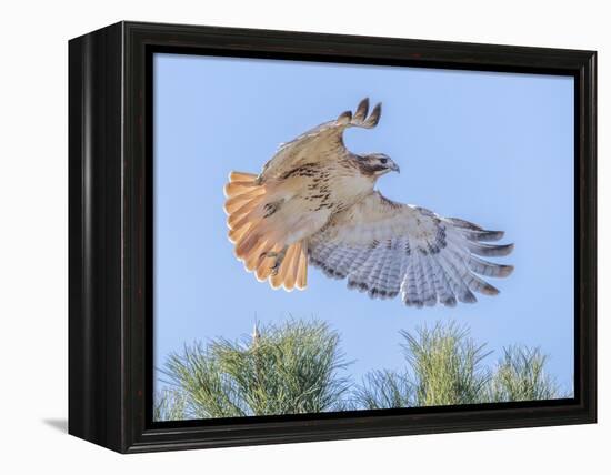 Red-tailed hawk clipping the trees-Michael Scheufler-Framed Premier Image Canvas