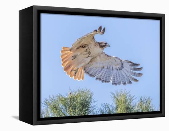 Red-tailed hawk clipping the trees-Michael Scheufler-Framed Premier Image Canvas