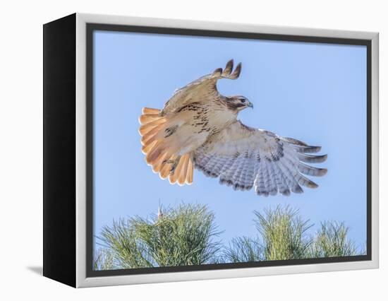 Red-tailed hawk clipping the trees-Michael Scheufler-Framed Premier Image Canvas