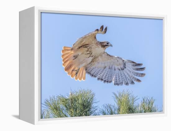 Red-tailed hawk clipping the trees-Michael Scheufler-Framed Premier Image Canvas