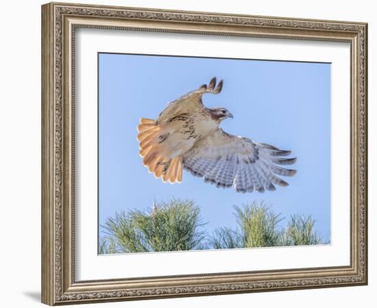 Red-tailed hawk clipping the trees-Michael Scheufler-Framed Photographic Print