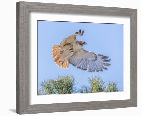 Red-tailed hawk clipping the trees-Michael Scheufler-Framed Photographic Print