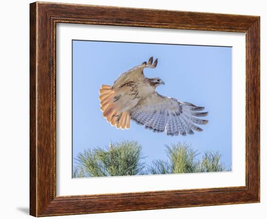 Red-tailed hawk clipping the trees-Michael Scheufler-Framed Photographic Print