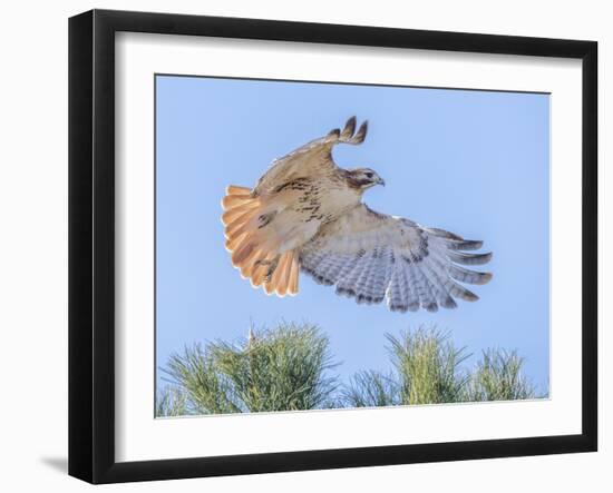 Red-tailed hawk clipping the trees-Michael Scheufler-Framed Photographic Print