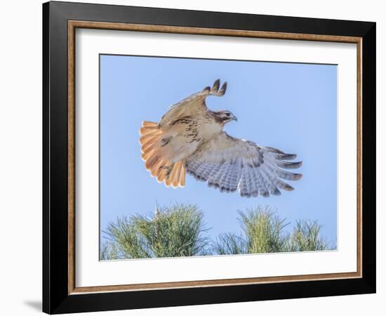 Red-tailed hawk clipping the trees-Michael Scheufler-Framed Photographic Print