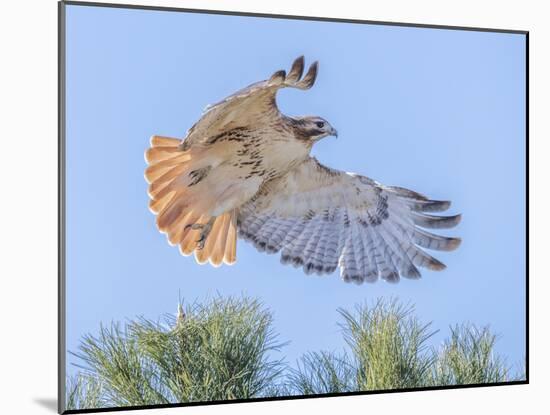 Red-tailed hawk clipping the trees-Michael Scheufler-Mounted Photographic Print